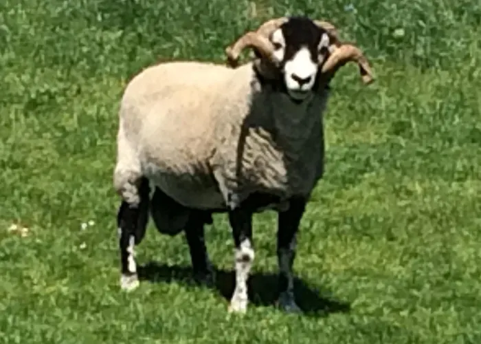 Hostel The River House *